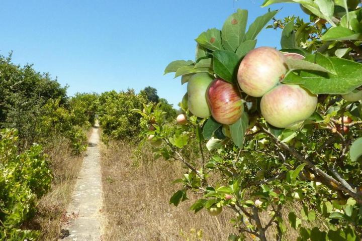 مبيت وإفطار بالميلا Quinta Laranjal Da Arrabida المظهر الخارجي الصورة